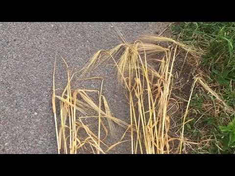 #DirektsaatVlog 7: Direktsaat & Pflug, Vergleich Bodenstruktur, Wurzeln, Bestand. Humus