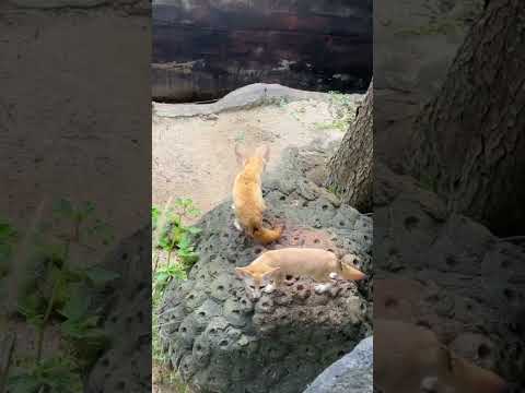 Tonton Video 3