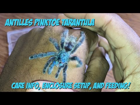 Antilles Pinktoe Tarantula Care, Enclosure Setup, And Feeding!