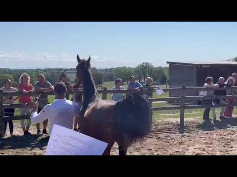 ARTEMIS OS portes ouvertes 2022 NM Arabians