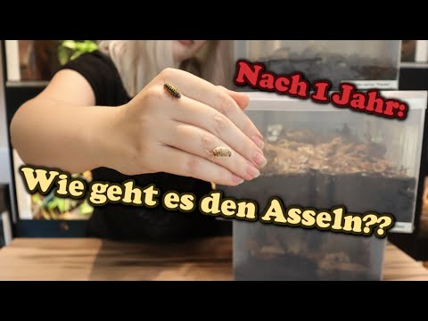 Wie geht es den Asseln 1 Jahr später? | Zierasseln |  | Liliths Colorful Garden