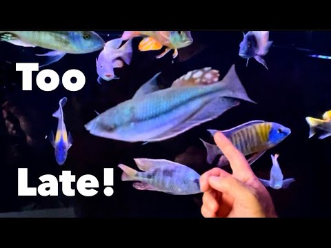 Water Change Disaster RECOVERY! [Something is Obviously Wrong - What do You do Now?]