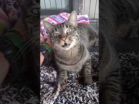 petting Dylan the Gray cat and tiger the orange hair cat in #34.7 seconds tonight #645