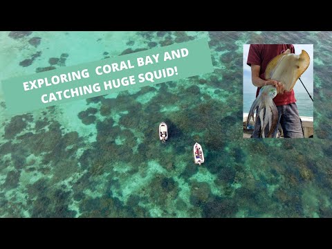 Exploring and fishing Coral Bay, West Australia! Catching HUGE squid, diving and camping!