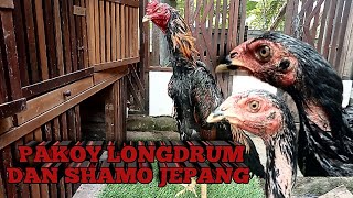 Download lagu REVIEW AYAM PAKOY LONGDRUM, AYAM SHAMO JEPUN. BERIKUT HARGANYA mp3