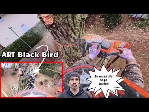 Just go for it! 💣 Final stretch of the felling season with ART Black Bird 🦅 and the 550ixpg 🪵Bade...