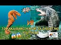 10 Kakaibang Hayop sa Dagat ng Pilipinas | 10 Strangest and weirdest sea animals in the Philippines