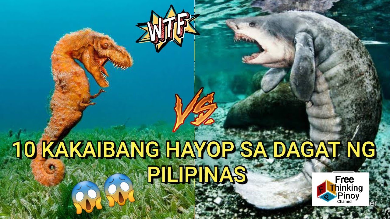 10 Kakaibang Hayop sa Dagat ng Pilipinas | 10 Strangest and weirdest sea animals in the Philippines