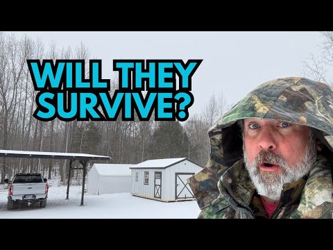 Attempt To SAVE THEM! | Will They SURVIVE? | EPIC Ice/Sleet/Snow Storm On The Ridge