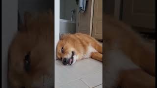 ESSE CACHORRINHO NÃO QUER TOMAR BANHO FRIO #shorts
