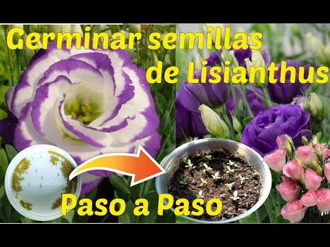 , title : 'Como Germinar semillas de Lisianthus  (Eustoma grandiflorum) paso a paso con resultados'