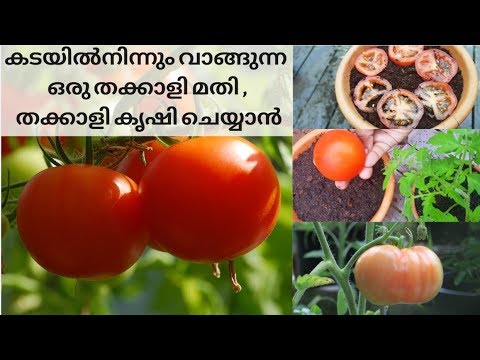 , title : 'കടയിൽനിന്നും വാങ്ങുന്ന ഒരു തക്കാളി മതി , തക്കാളി കൃഷി ചെയ്യാൻ  | Tomato Cultivation Malayalam'