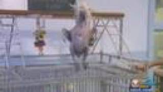 Oscar The Naked Dancing Cockatoo