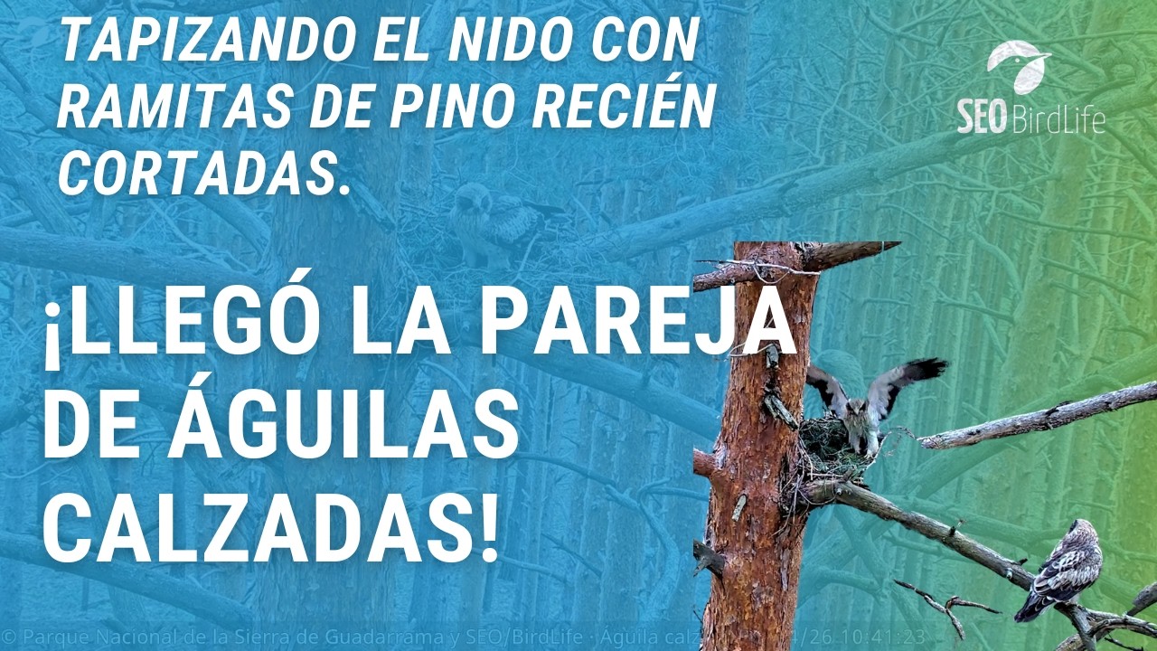 ¡LA PAREJA YA ESTÁ AQUÍ! · Águila calzada 🦅 · P.N. Sierra de Guadarrama