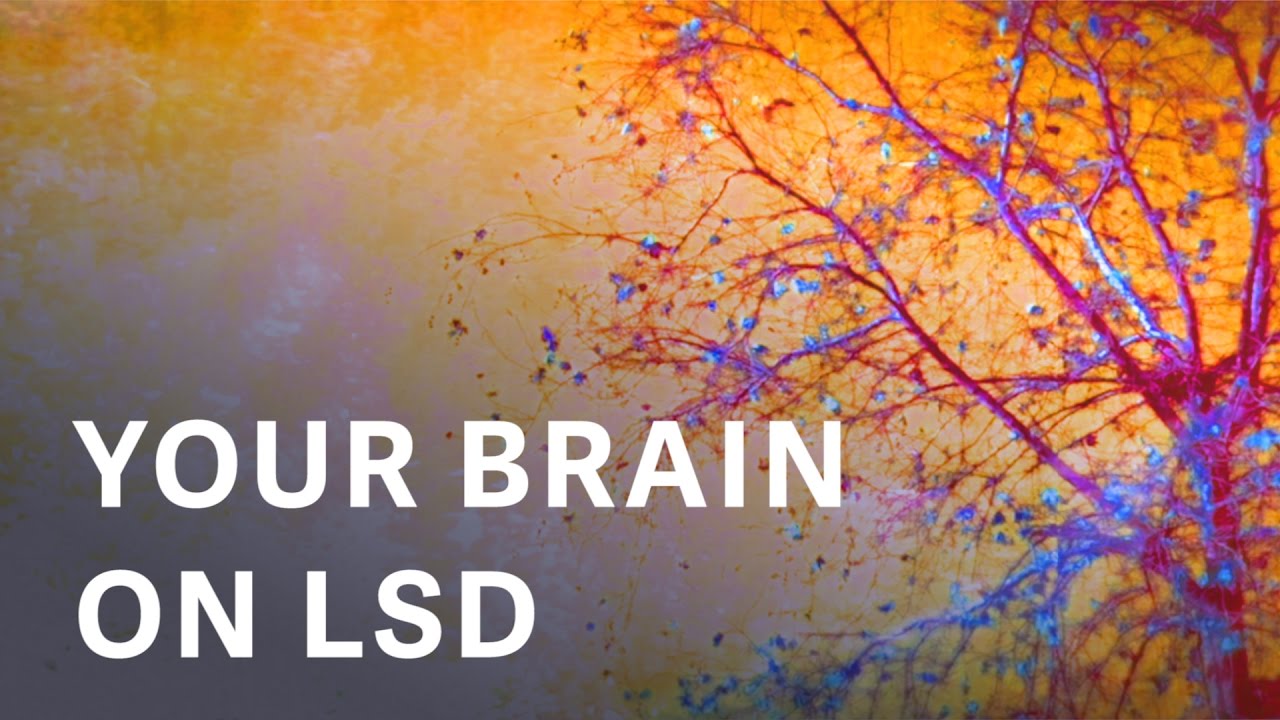 First Time Ever, Scientific Images Of Your Brain On LSD