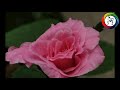 SAARAL MAIYAM Muyarchi Edukka Venum Song Mugil