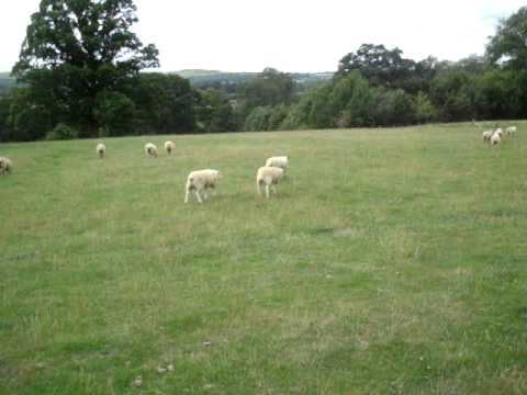 Schaf mit Husten