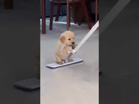 baby dog doing work.. #song #music #shortfeed #shorts #dog #animals