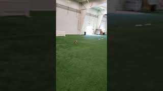 Geno Bunny Dash