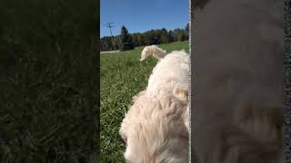 Video preview image #2 Labradoodle Puppy For Sale in SPENCERVILLE, IN, USA