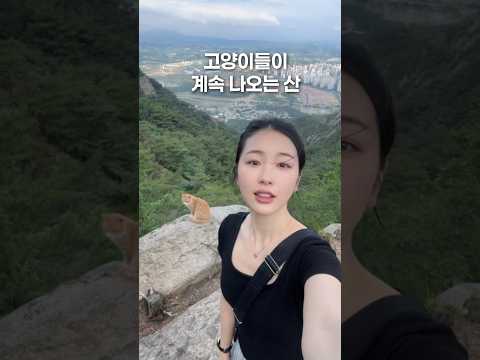 냥이 천국 용봉산!