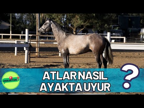 , title : 'Atlar Nasıl Ayakta Uyur? | Meraktan #4'