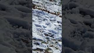 Video preview image #1 Mutt Puppy For Sale in Rustburg, VA, USA