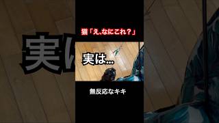 無反応だったキキ、気づいたら天使でした🐈‍⬛ #黒猫 #猫 #猫動画