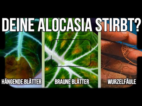 Alocasia - Brown leaves? We're saving this houseplant!