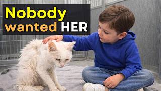 All Shelter Visitors Walked Past This Cat... Then One Boy Stopped