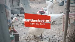 Monday Evening April 20, 2020
