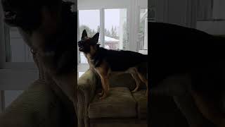 Video preview image #1 German Shepherd Dog Puppy For Sale in Cuba, NY, USA