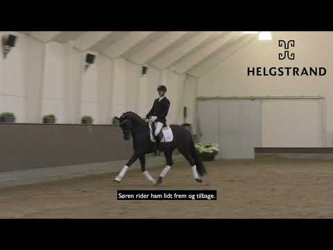 Helgstrand Stallion - Global Player 2020