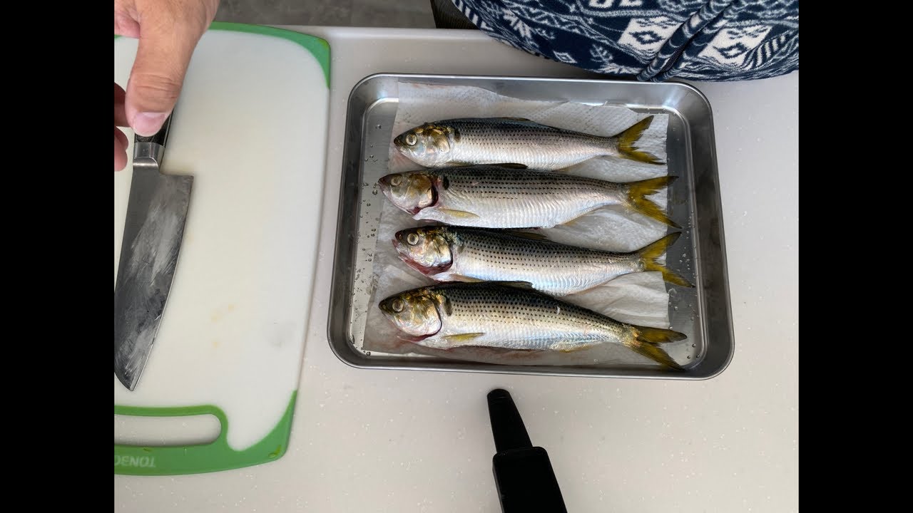 【配信】朝飯はコノシロ