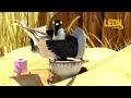 Magnetized Leon The Lion 75 Compilation Crazy Animals