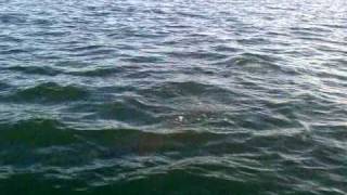 preview picture of video 'Dolphin Magic - Close Encounter of the Best Kind -Daufuskie Island off Hilton Head Island, SC'