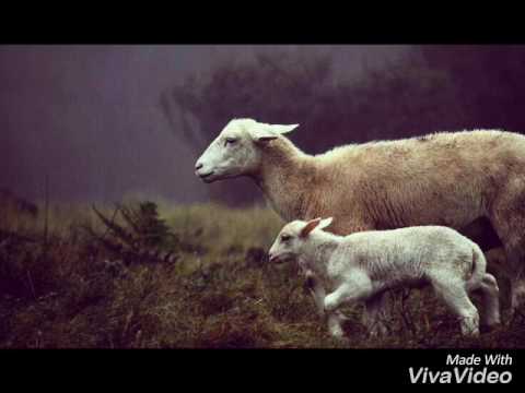 CCB HINO 441 EU SOU UM CORDEIRINHO CANTADO