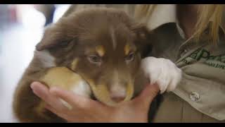 Petland Furry Family Members (30s) 🐶