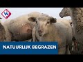 Schaapskuddes kunnen gebieden veel natuurlijker begrazen dan machines - OMROEP WEST