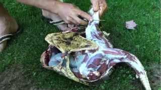 How To Clean A Snapping Turtle 2012