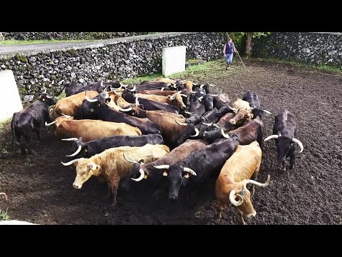 JAF - The Cows That Came From Santiago Domecq - Terceira Island - Azores