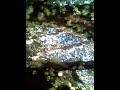 Jabuticabeira Maravilha Da Natureza