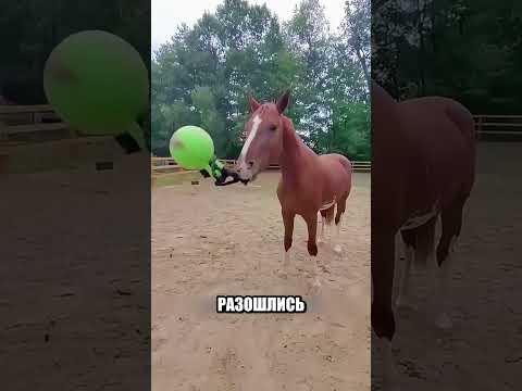 Секрет вирусных МЕМОВ С КОНЕМ ГОШЕЙ😲💡🐴