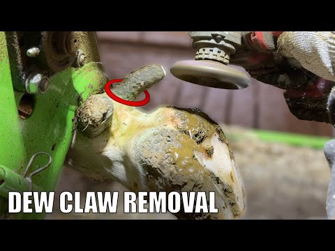 TRIMMING COW's FEET, a BIG tidy up & an ARGUMENT