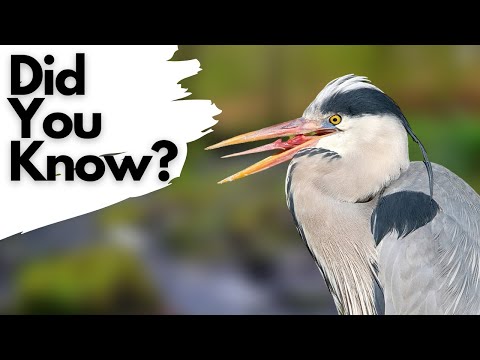 Things you need to know about GREY HERONS!