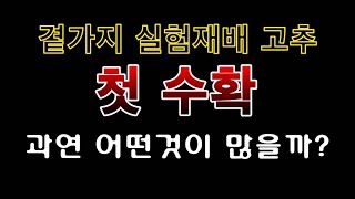 [텃밭농부. 1,170]  곁가지 실험재배 고추의 첫 수확 비교 #고추재배
