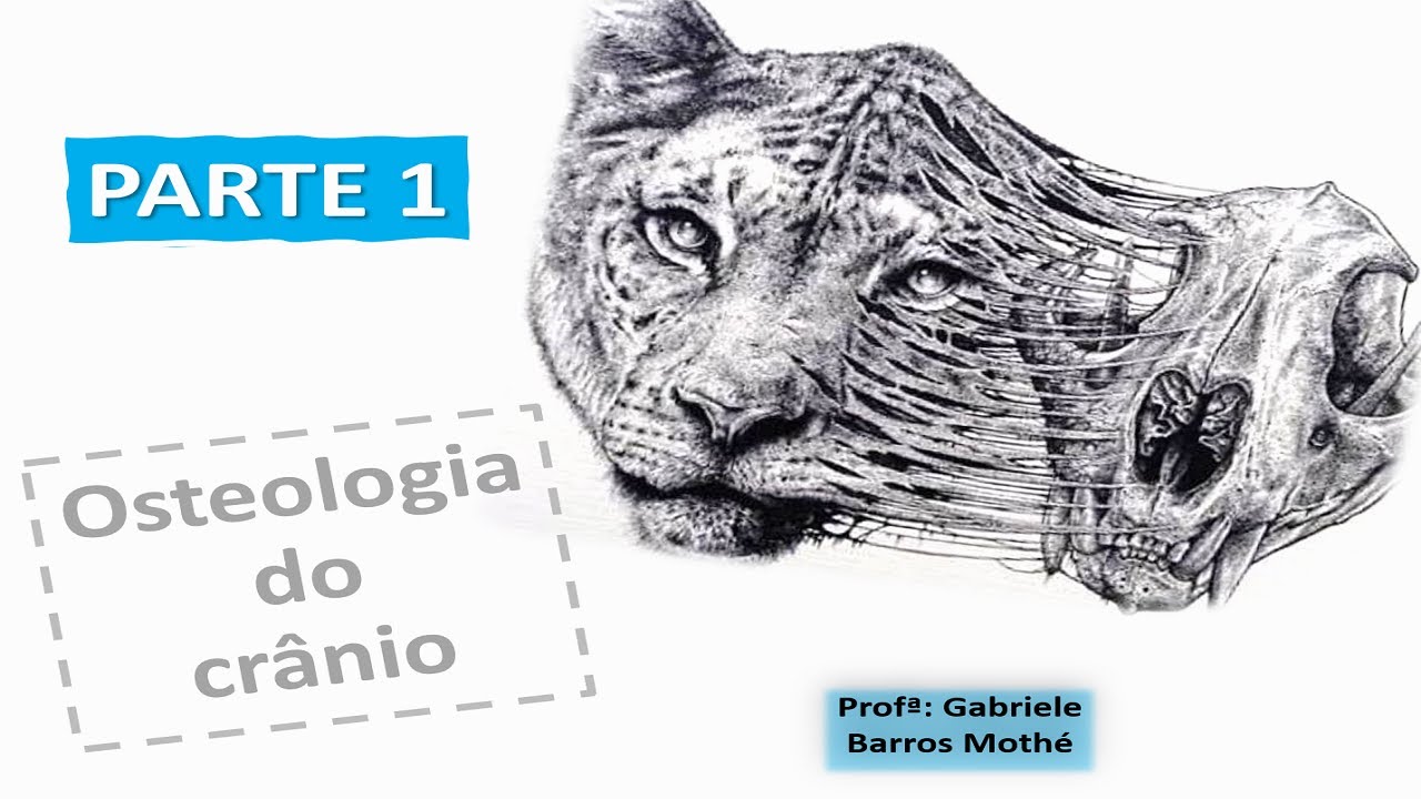 OSTEOLOGIA DO CRÂNIO - parte 1 (anatomia veterinária)