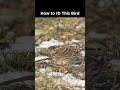 Song Sparrow identification example