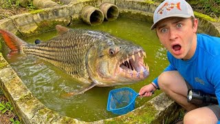 I Found a Secret Pond FILLED With AQUARIUM FISH!