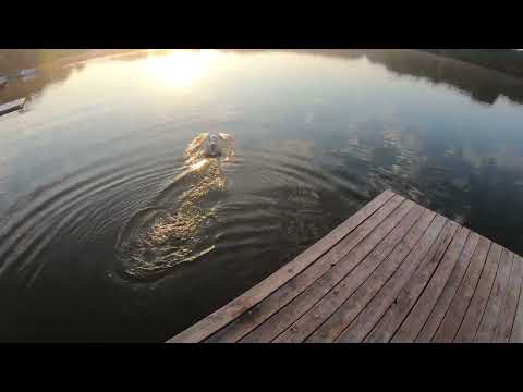 Oxidean Marine Animal 2. 105mph.   45.7mm high rake props. Fast RC boat